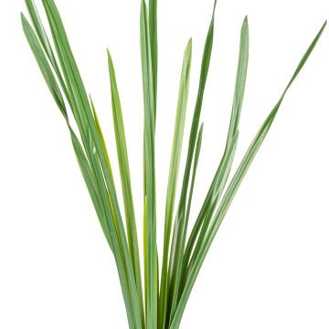 Yapay Saz Köklü Yeşil 55 Cm.
