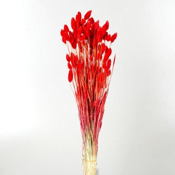 Kuru Bitki Kuş Otu Kırmızı 50 Cm.