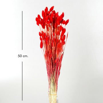 Kuru Bitki Kuş Otu Kırmızı 50 Cm.