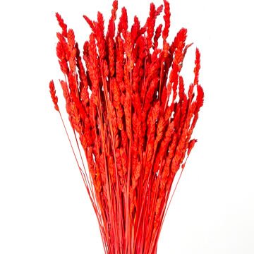 Kuru Bitki Tırtıl Otu Kırmızı 50 Cm.
