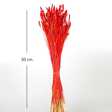 Kuru Bitki Tırtıl Otu Kırmızı 50 Cm.