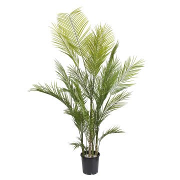Yapay Kentia Palmiye 175 cm.